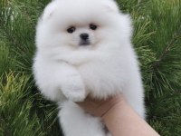 Irkının En Özellerinden Pomeranian