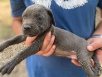 Cane corso blue yavrular