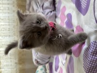 Sevimli ve Oyuncu Lilac Dişi British Shorthair