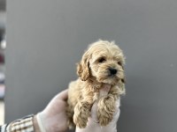 Maltipoo yavrular