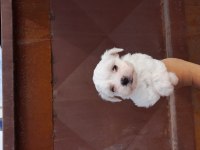 Kartopu Yavru Köpekler Yeni Yuvalarini Ariyorlar