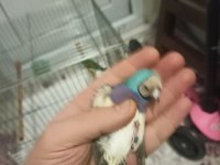 Goldian finch gökkuşağı ispinozu