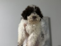Normaline göre daha minik boy lagotto bebekler