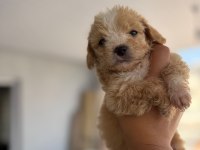 Maltipoo yavrular teacup bebekler