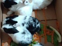yavru hollanda lop kırması tavşanlar