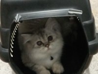 Oğluma yeni yuva arıyorum british longhair