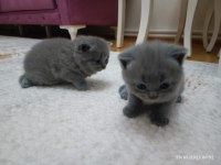 24 Nisan doğumlu 2 erkek 1 dişi orjinal british shorthair