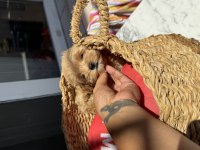 Kore baby face maltipoolar tüy dökmez koku yapmaz