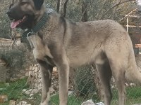 Safkan Kangal