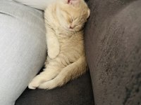 3 aylık british shorthair dişi kedimiz