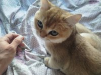 Safkan British Shorthair