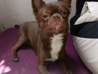 Şivava Köpeğimiz İçin Gelinimiz Olmak İster Misiniz?