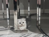 Orjinal anne baba scrli scottish fold silver topaç kafa