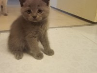 British shorthair kedimi çok uyguna sahiplendiriyorum