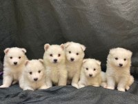 SAMOYED KARTOPU BEBEKLER
