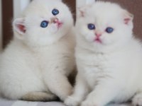 Masum Bakışlı Minik Silver British Shorthair 