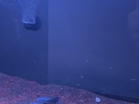 Erkek 13-14 cm Flowerhorn