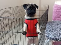 Evrakları tam pug