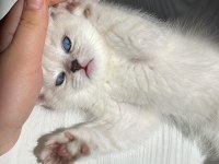 Gri british shorthair erkek