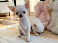 Safkan Beyaz Erkek Chihuahua Köpekler