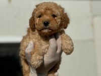 Maltipoo Yavrularımızı Canlı Görerek Alabilirsiniz