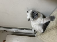 Aşıları tam scottish fold