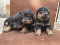 A Klas Kalite Rottweiler Yavruları