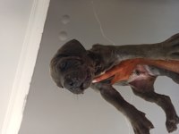 1 aylık cane corso yavrular