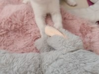 Beyaz scottish fold