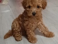 Anne altından orjinal poodle bebekler