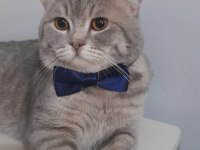 YUVA ARIYOR! 1,5 yaşında British shorthair