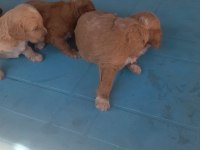 F2 maltipoo yavrularımız rezerveye açılmıştır