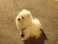 Küçük sevimli pomeranian boo