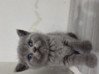 British Shorthair Yavru Kedimiz