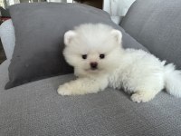 2 aylık yavru pomeranian