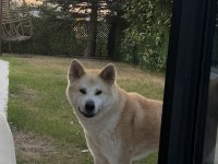 Akita dostumuz alexander 2 yaşında dişi