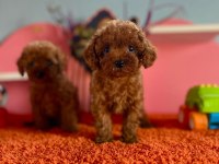 ORJİNAL TOY POODLE YAVRULAR