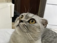 Güzel scottish fold kızım Lili