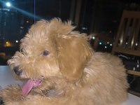 Toy Poodle