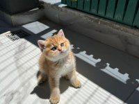 Show kalite ayı surat british shorthair bebekler