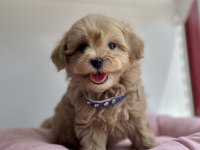 Maltipoo f2 safkan yavrularımız mini boy en küçük boy
