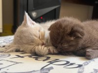 Scottish fold 4 yavru