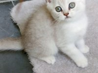 British shorthair dişi yavru