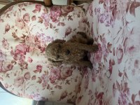 Toy Poodle Yavru
