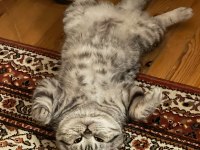 British shorthair oğluma dişi arıyorum