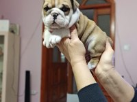 %100 IRK GARANTİLİ İNGİLİZ BULLDOG YAVRULARI