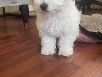 MALTİPOO 4 AYLIK EĞİTİMLİ