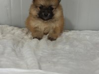 POMERANİAN BOO BEBEK KÖPEKLERİMİZ