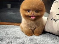 AA Kalite Safkan Pomeranian Oğlumuz