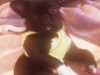 HERAYA İYİ BİR AİLE ARIYORUZ FRENCH BULLDOG